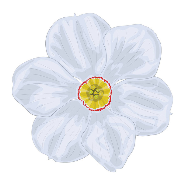 Imagen vectorial de una flor narcisa blanca con seis pétalos. Imagen vectorial aislada de una flor primaveral sobre un fondo blanco
. - Vector, imagen