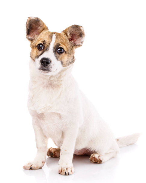 A dog with round ears sitting on a white background - Photo, Image