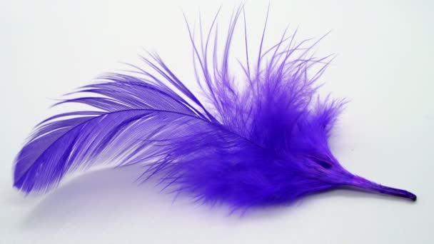 Purple feather in slow motion - Footage, Video