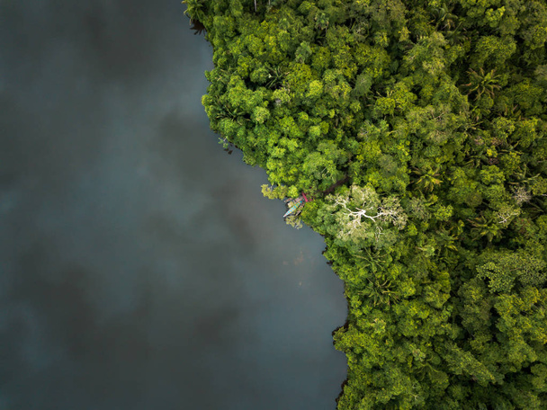 DRONY shot z džungle před deštěm - Fotografie, Obrázek