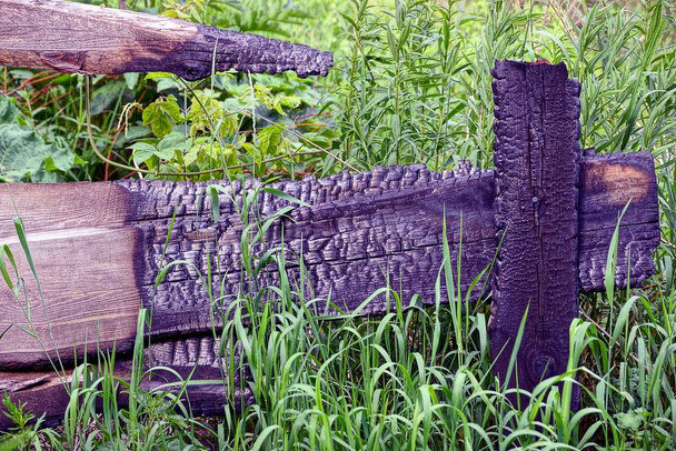 Burnt boards of a wooden fence in green grass and vegetation - Photo, Image