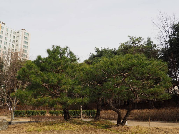  Paisaje del pino en Corea
 - Foto, Imagen