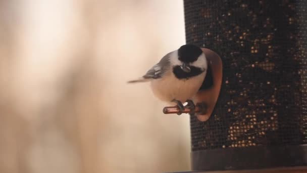 Птицы у кормушки для птиц
 - Кадры, видео