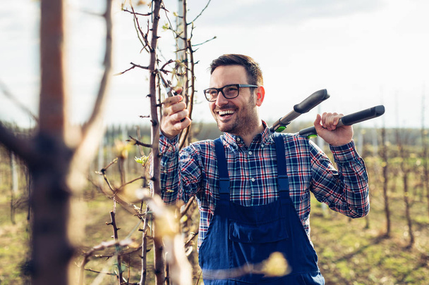 Farmer pruning fruit trees in orchard  - Photo, Image