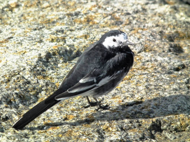 the very little wagtail - Photo, Image