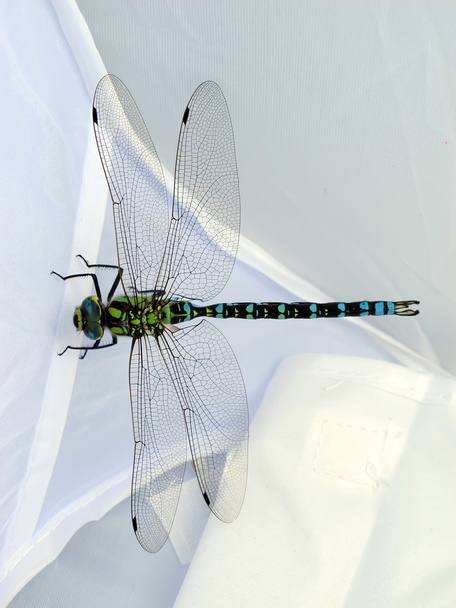 spokojnie pozowanie dragonfly - Zdjęcie, obraz