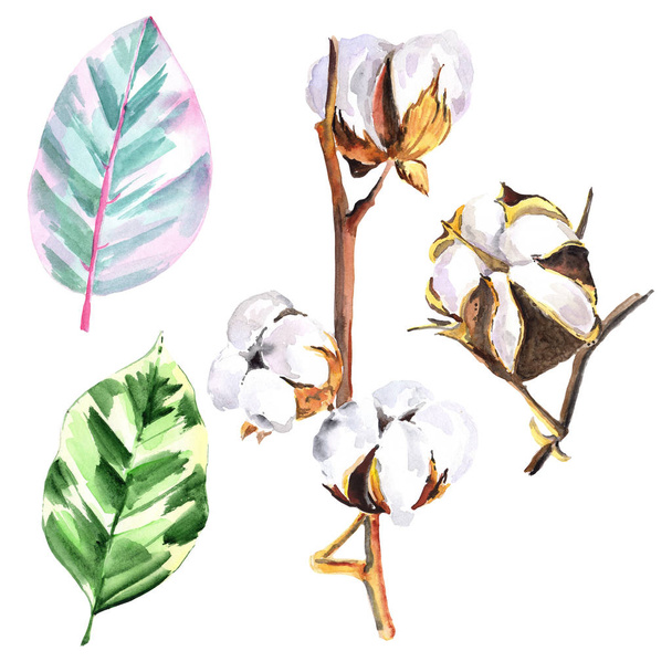 Fiore di cotone Wildflower in un acquerello. Nome completo della pianta: cotone. Aquarelle fiore selvatico per sfondo, texture, motivo avvolgente, cornice o bordo. Illustrazione
 - Foto, immagini