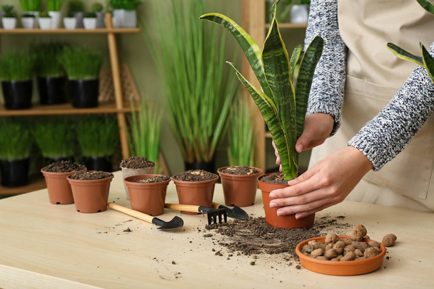 Vrouw plant in pot aan houten tafel worden uiteengezet - Foto, afbeelding