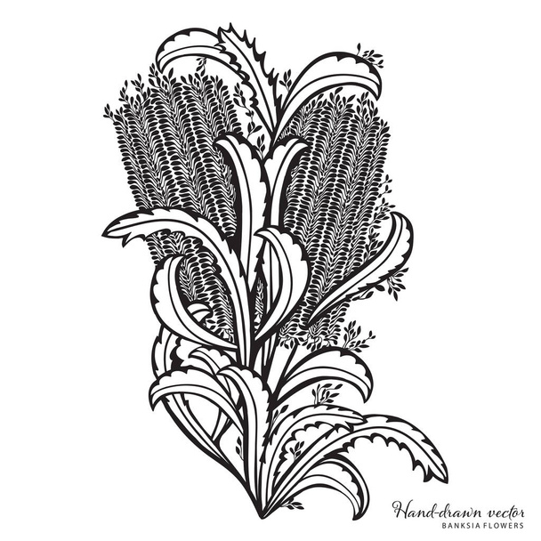 Dibujado a mano Banksia Arreglo floral Vector ilustración
 - Vector, Imagen