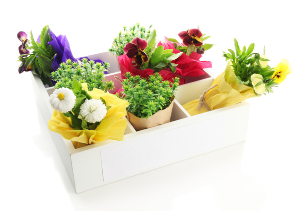 Beautiful spring flowers and grass in wooden crate isolated on white - Photo, Image