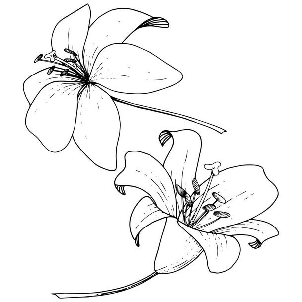 Vektör Lily botanik çiçek. Beyaz arka plan üzerinde oyulmuş mürekkep sanat. İzole lilyum illüstrasyon öğesi. - Vektör, Görsel