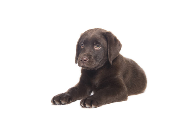 portrait of a crouched dog puppy on a white background in calm attitude - Photo, Image
