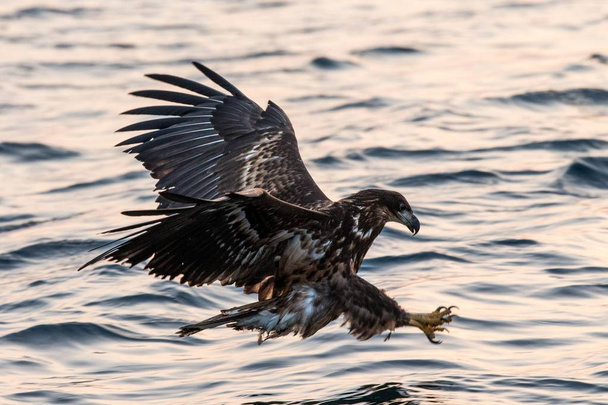 White-tailed eagle in flight hunting fish from sea,Hokkaido, Japan, Haliaeetus albicilla, majestic sea eagle with big claws aiming to catch fish from water surface, wildlife scene,birding adventure - Photo, Image