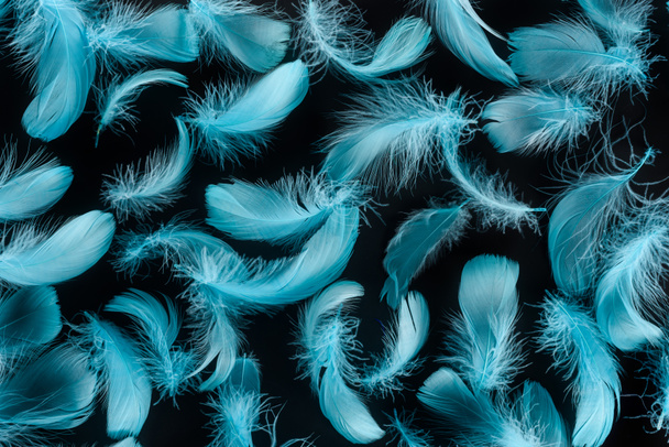 seamless background with bright blue feathers isolated on black - Photo, Image