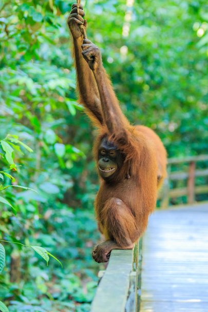 orang-oetans of pongo pygmaeus is de enige Aziatische grote gevonden op het eiland Borneo en Sumatra - Foto, afbeelding