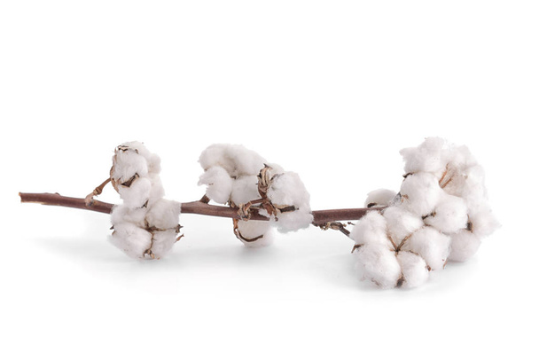 Flores de algodón sobre fondo blanco - Foto, Imagen