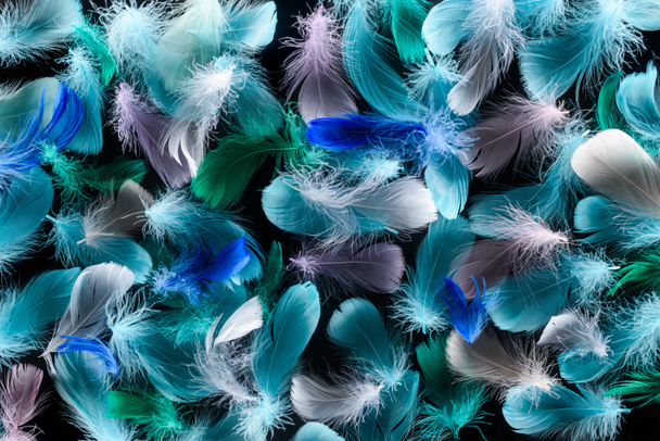 seamless background with colorful feathers isolated on black - 写真・画像