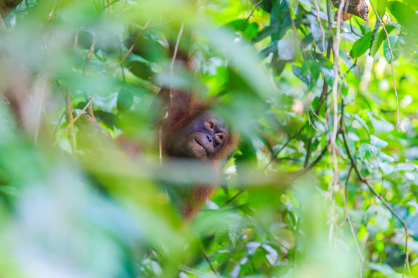 Orangutans or pongo pygmaeus is the only asian great found on the island of Borneo and Sumatra
 - Фото, изображение