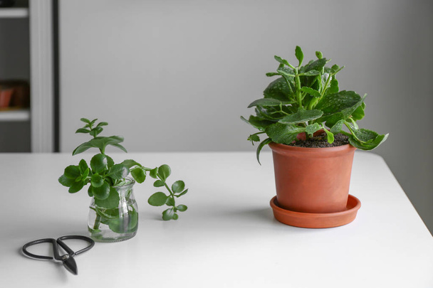 Зеленые растения с ножницами на столе в номере
 - Фото, изображение