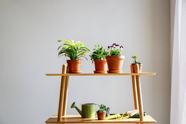 新鮮な植物とラックし、ガーデニングのツールの部屋 - 写真・画像