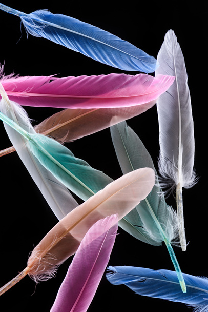 row of bright soft colorful  feathers isolated on black - Фото, изображение