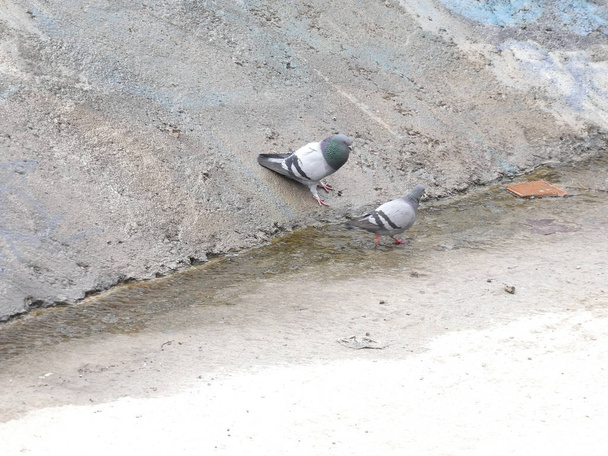 pigeons eating from the ground in a city - Фото, изображение