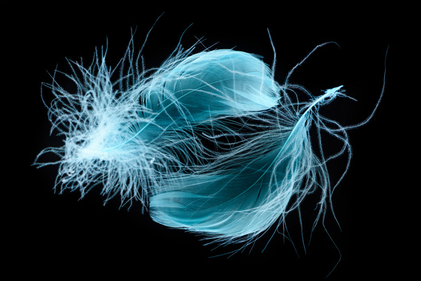 two blue bright soft plumes isolated on black - Foto, afbeelding
