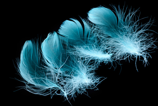 голубые светлые текстурированные и легкие перья, изолированные на черном
 - Фото, изображение