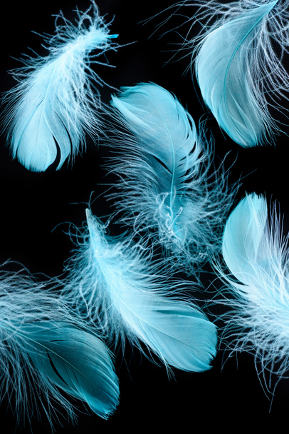background with blue bright lightweight feathers isolated on black - Foto, Imagem