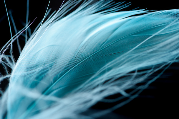 close up of lightweight blue textured plume isolated on black - Фото, зображення