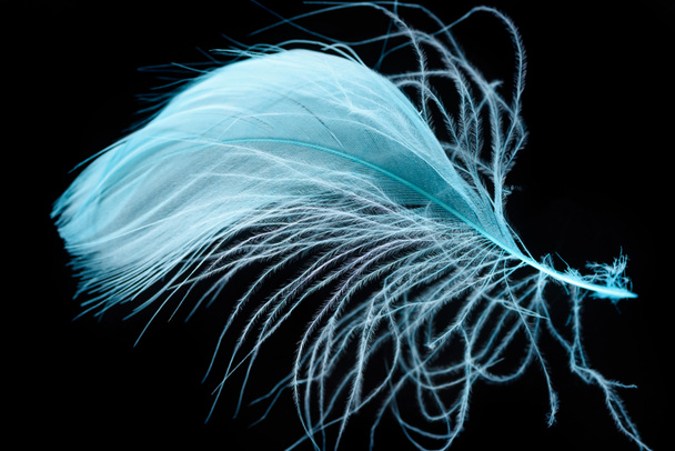 tausta vaalean sininen kuvioitu plume eristetty musta
 - Valokuva, kuva