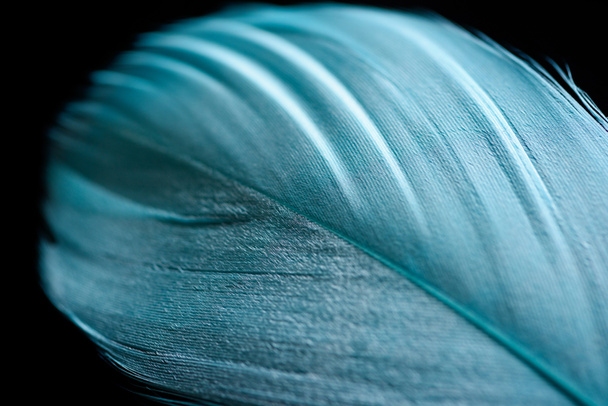 close up of soft blue textured feather isolated on black - Photo, Image
