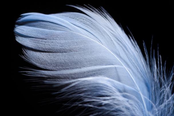 close up of lightweight textured feather isolated on black - Photo, Image