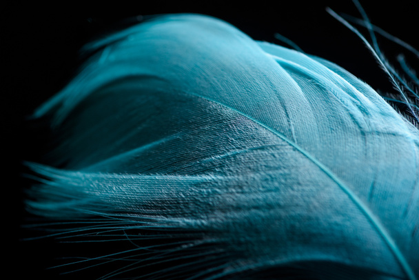 close up of colorful blue textured feather isolated on black - Foto, afbeelding