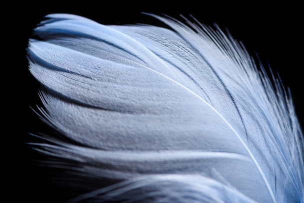 primer plano de pluma ligera y de textura suave aislada en negro
 - Foto, Imagen