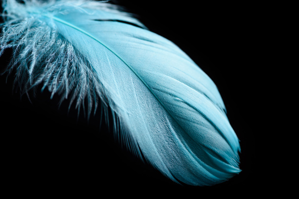close-up de pluma texturizada azul leve isolado em preto
 - Foto, Imagem