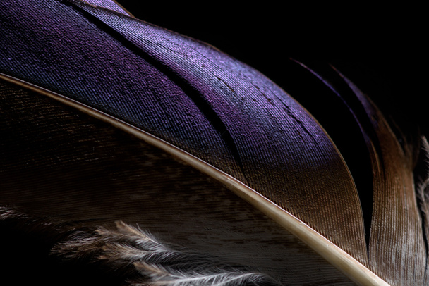 z bliska lekkie fioletowe i brązowe pióro miękkie teksturowane na czarno - Zdjęcie, obraz