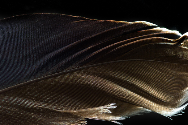 blízko hnědého lehkého texturovaného peří izolovaného na černém - Fotografie, Obrázek