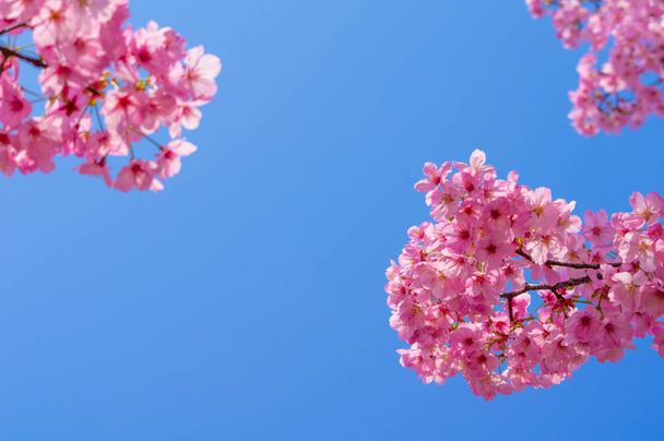 Kirschblüten in voller Blüte im wuhan east lake sakura garden im warmen Frühling - Foto, Bild