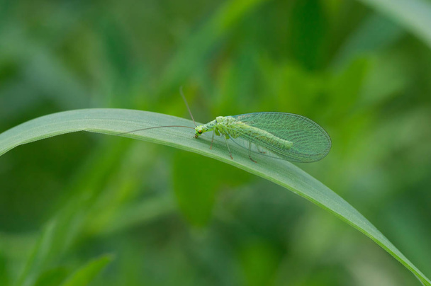 緑の世界に透明な翼を持つ緑のエイリアンの昆虫 - 写真・画像