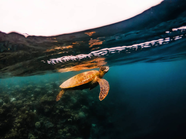 Schildpad drijvende onderwater dicht onder de oppervlakte van het water, Filippijnen - Foto, afbeelding