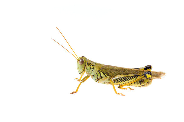 Grasshopper - Photo, Image