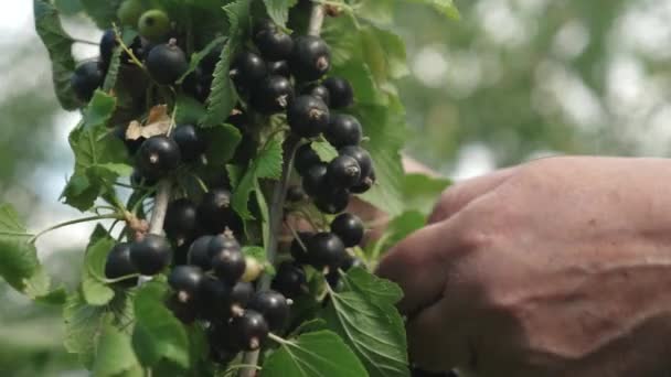 hij zwarte bessen oogst wordt verzameld door een boer. zwarte rijpe sappige krenten in de tuin, een grote zoete BES BES. Smakelijke berry op de tak. - Video