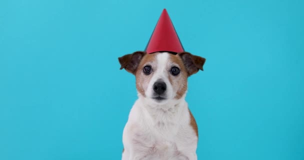 Rozkošný pes v červeném party klobouk navržený - Záběry, video