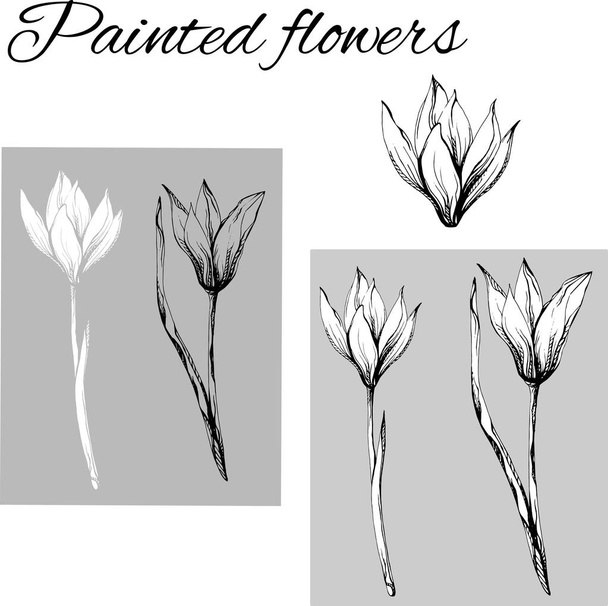 Set of contour flowers. Black and white drawing, sketch drawn in ink. Outline of vector flowers. - Vector, Imagen