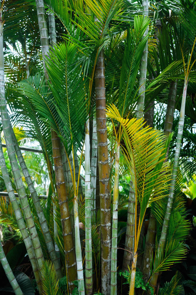 Colorful tropical palm leaves. Close-up. Summer lights. - Foto, Imagen