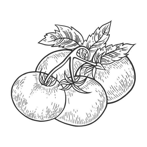 Tomato plant branch sketch engraving vector illustration. Scratch board style imitation. Hand drawn image. - Vetor, Imagem