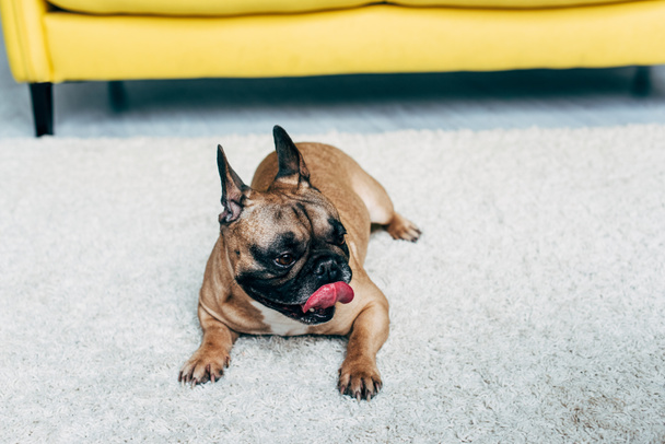 cute french bulldog showing tongue while lying on carpet at home - Фото, изображение