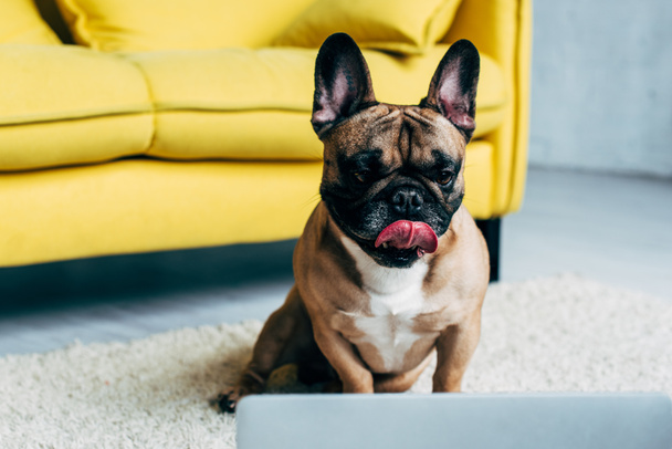 adorable french bulldog showing tongue while lying on carpet and looking at laptop - Valokuva, kuva