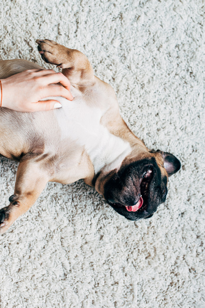 cropped view of woman touching cute french bulldog lying on carpet  - Фото, изображение
